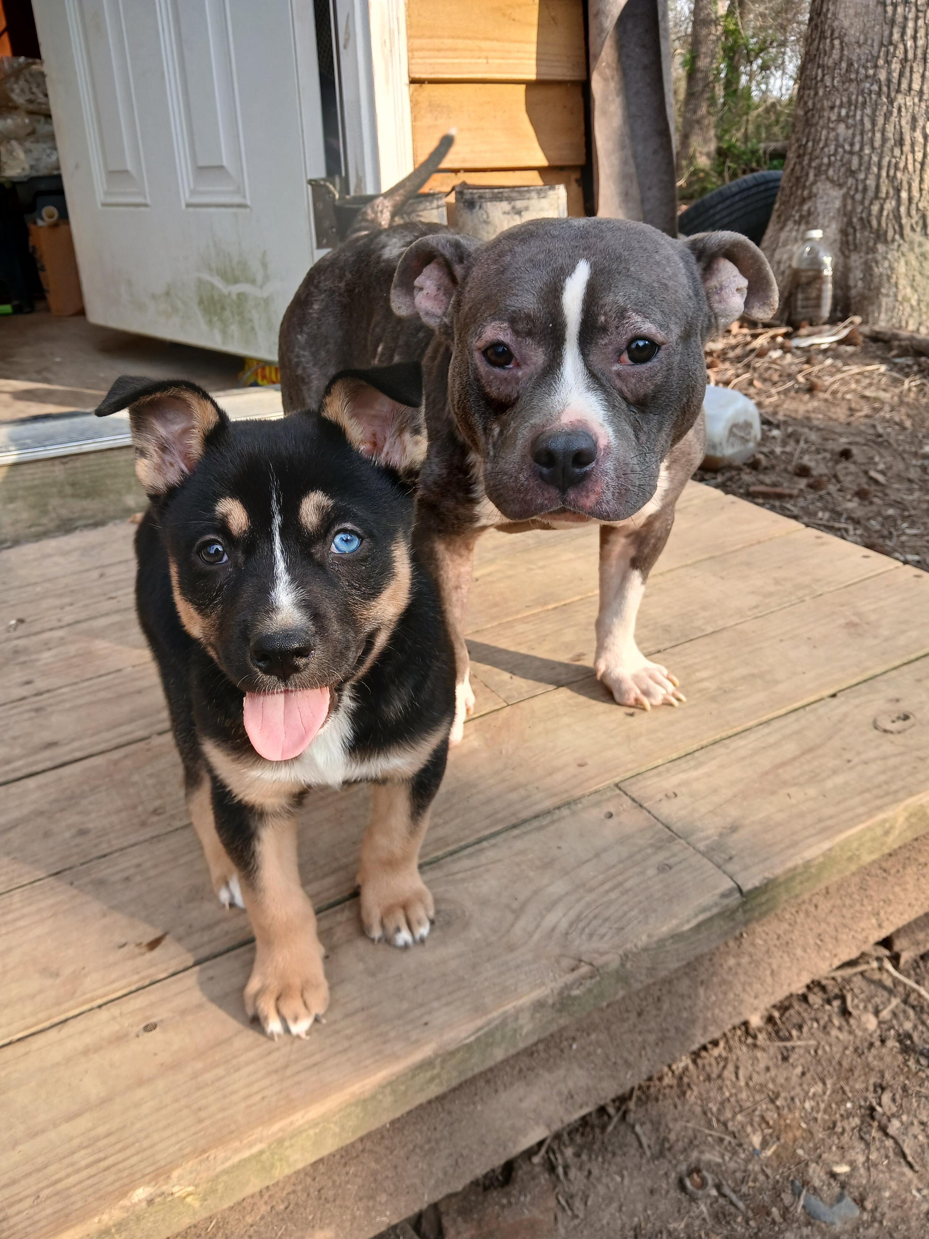 Before: Two Dogs