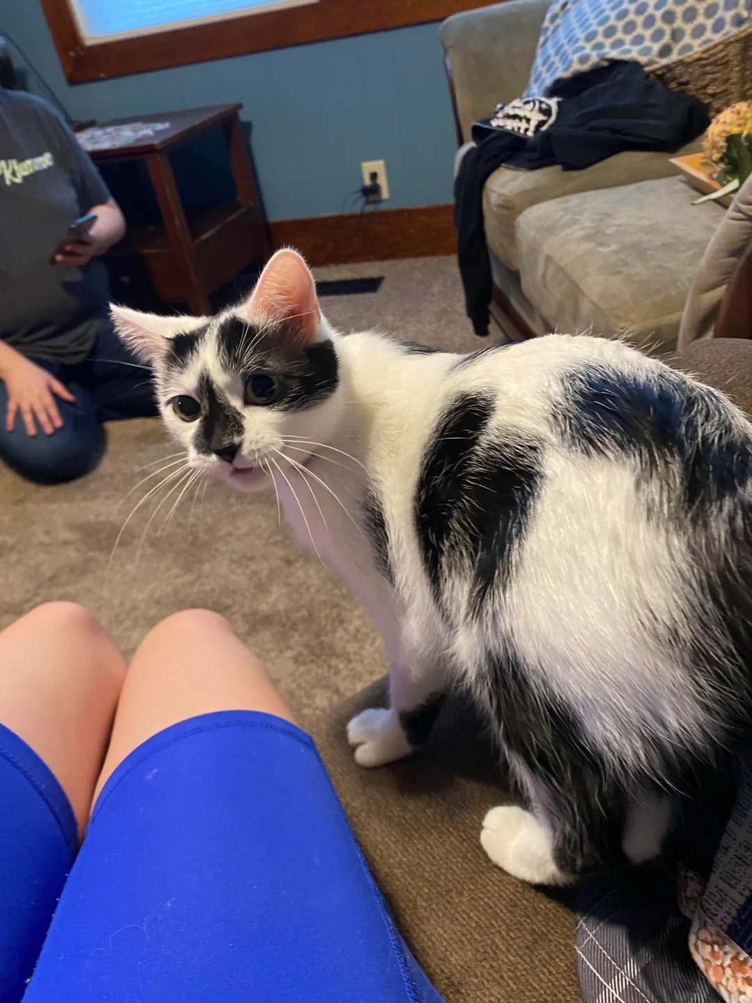 Before: Cat