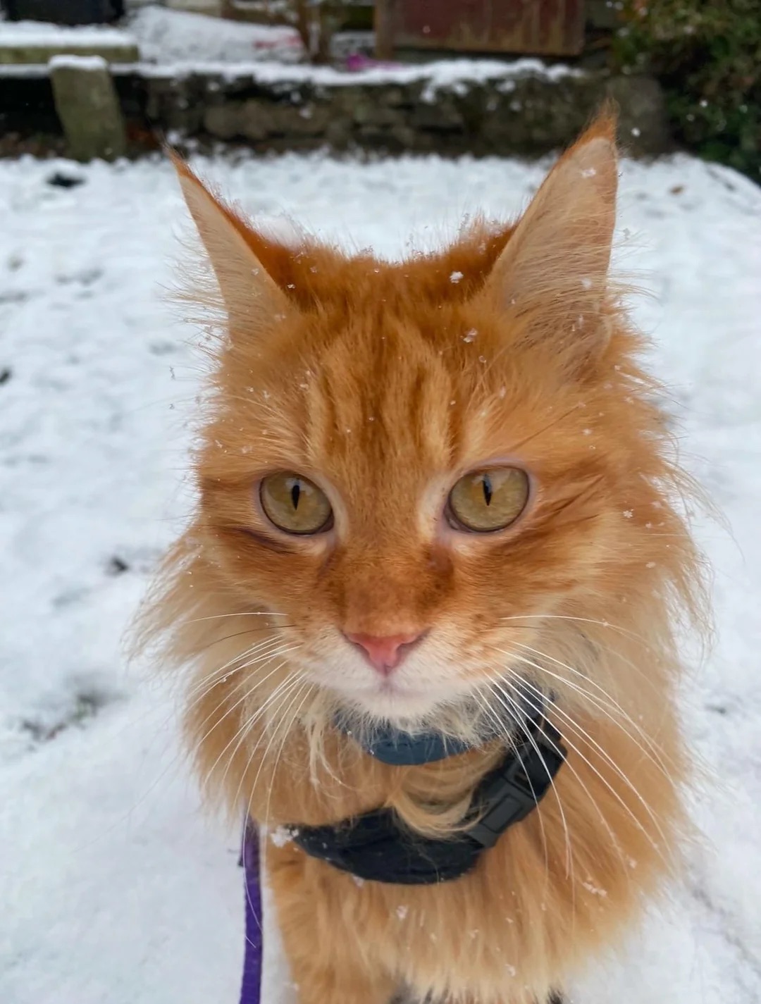 Before: Cat