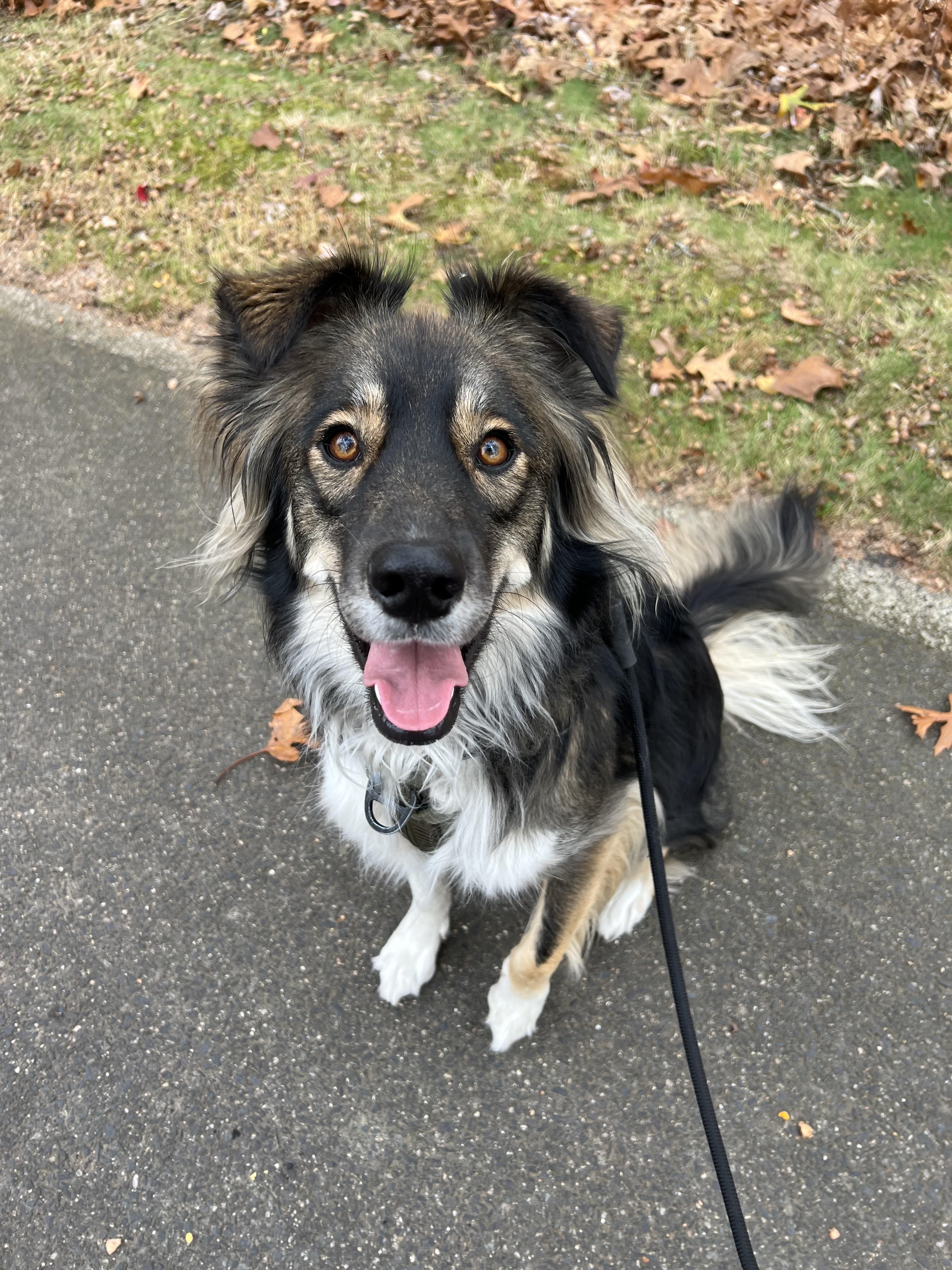 Before: Dog