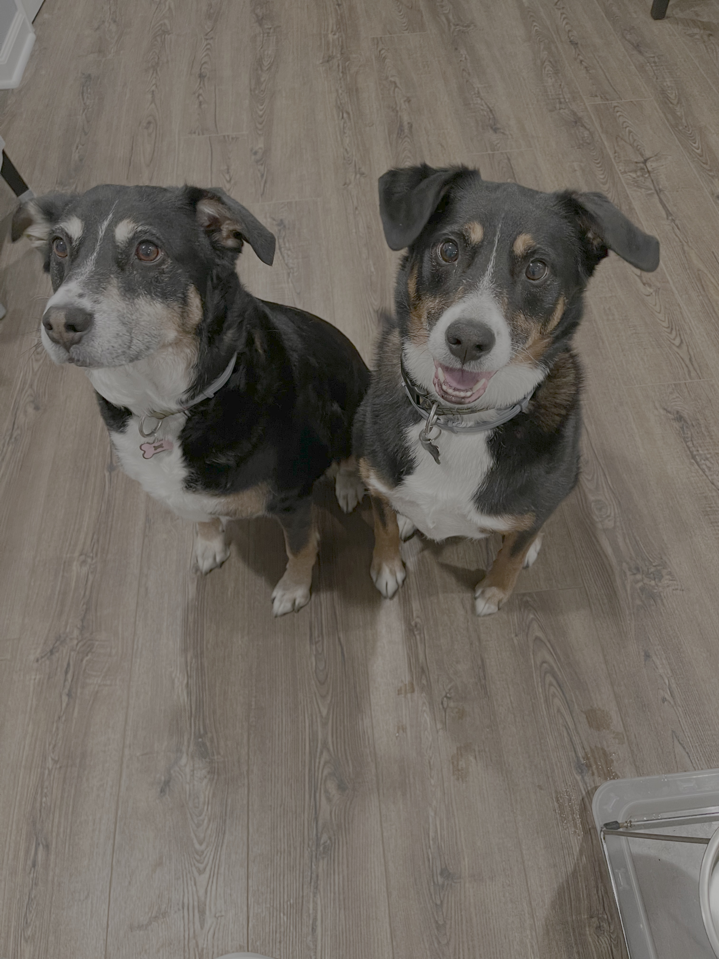 Before: Two Dogs