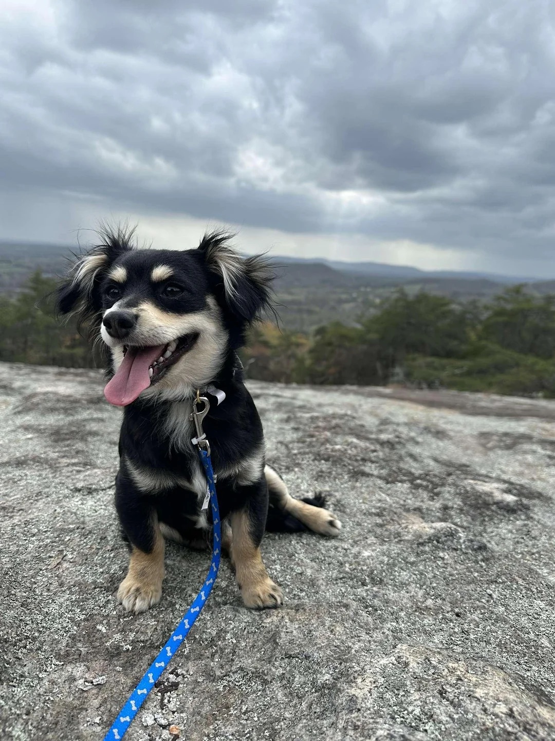 Before: Dog