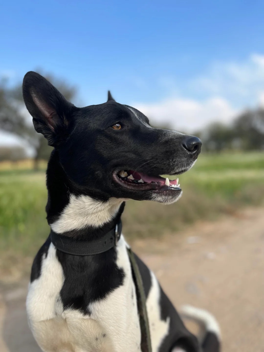 Before: Dog